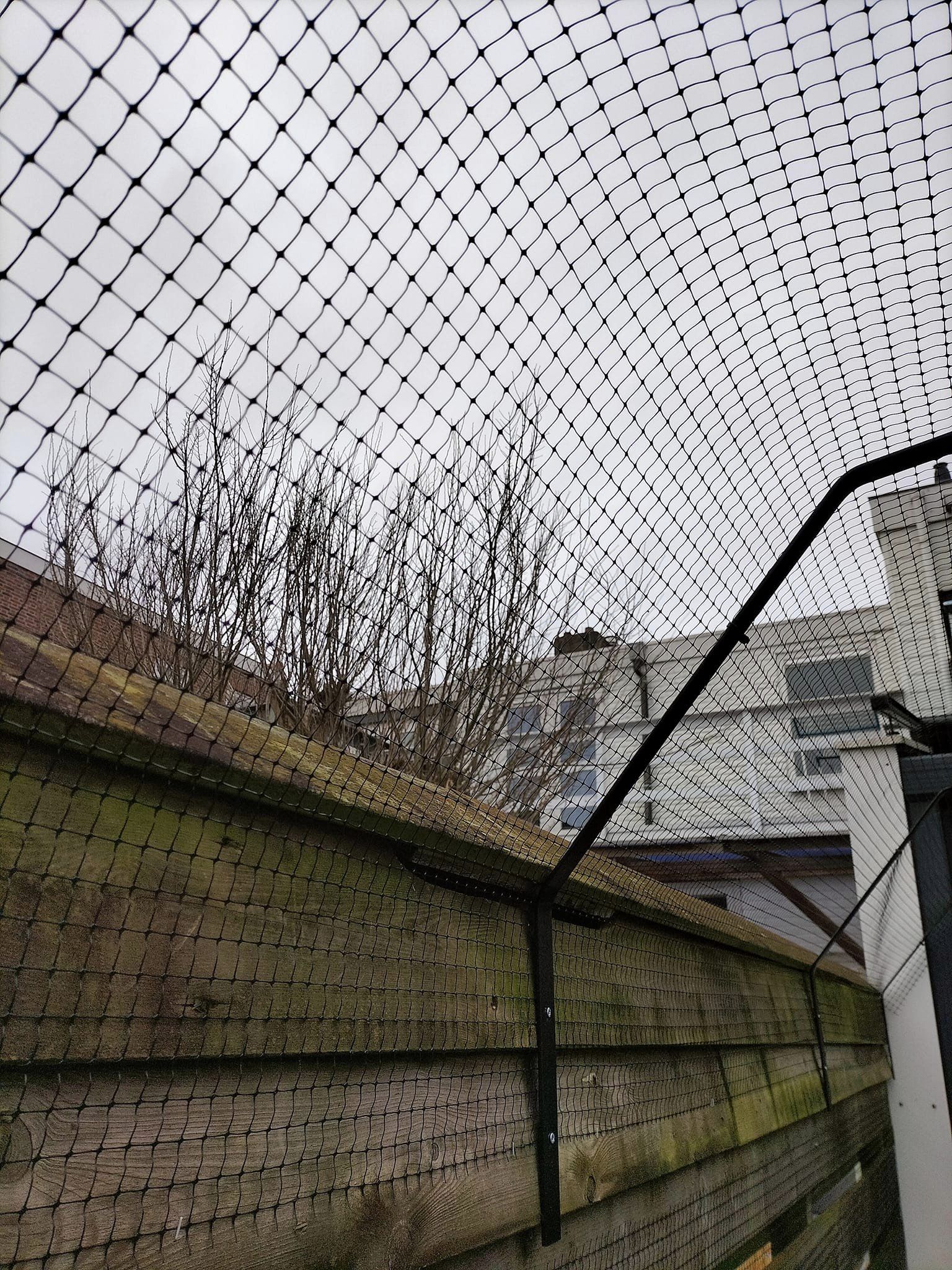 close up gaas en beugel afscherming kat / poes