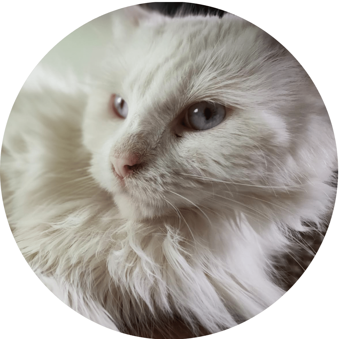 Kees, eine der sechs Katzen von Maurice