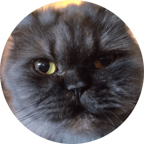 Shanty, eine der sechs Katzen von Maurice