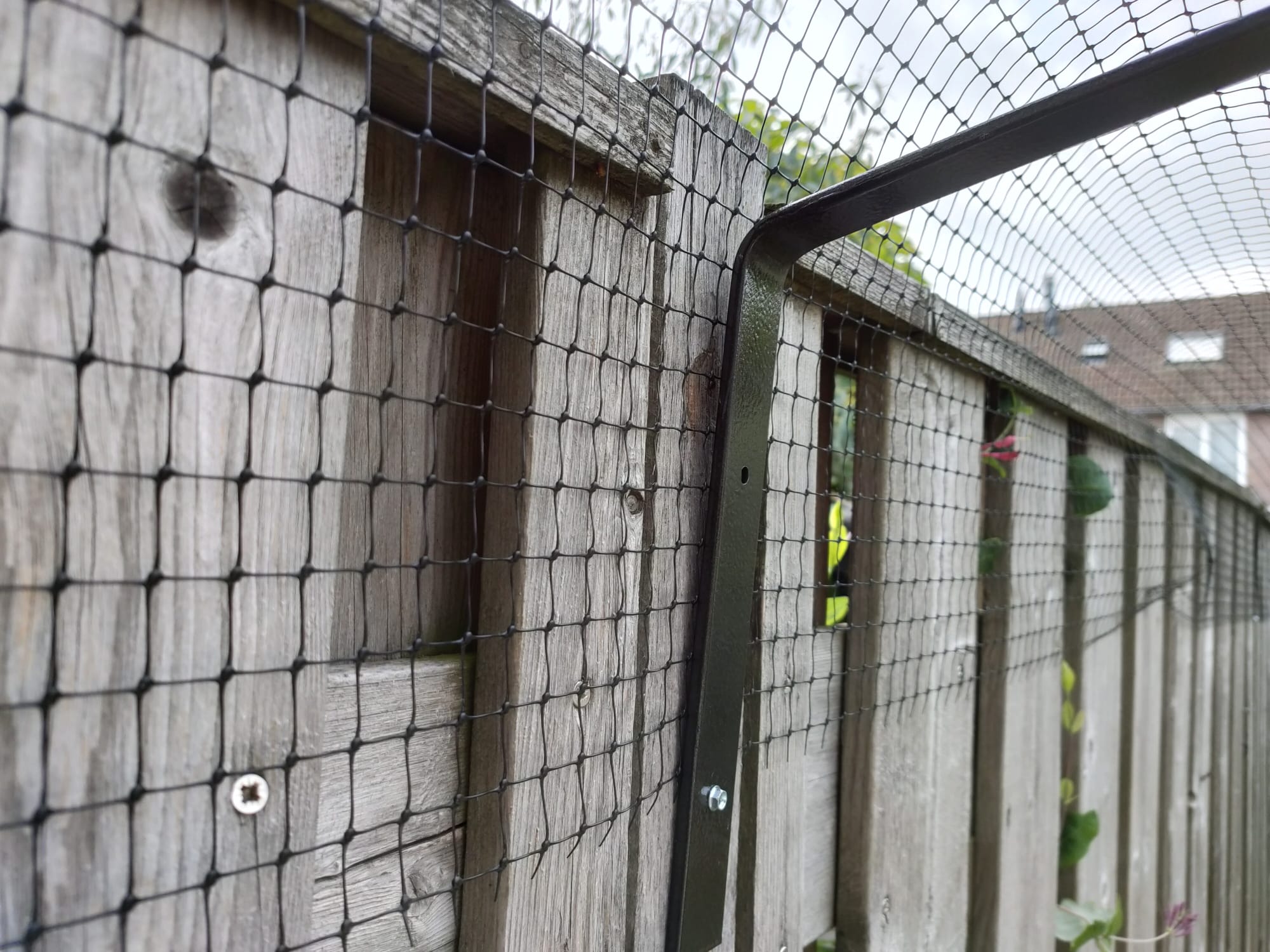 close up afscherming schutting kat / poes