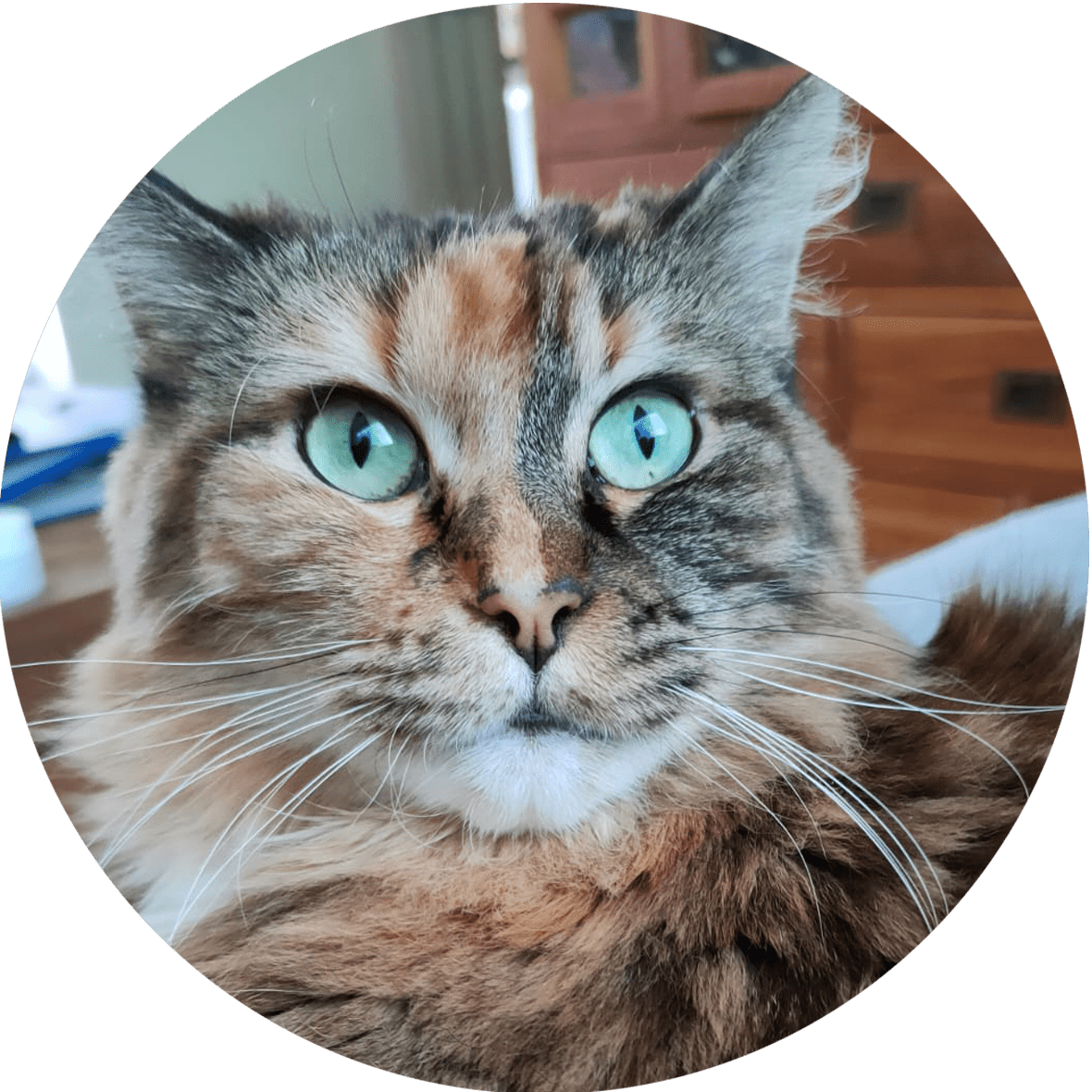 Yoda, eine der sechs Katzen von Maurice