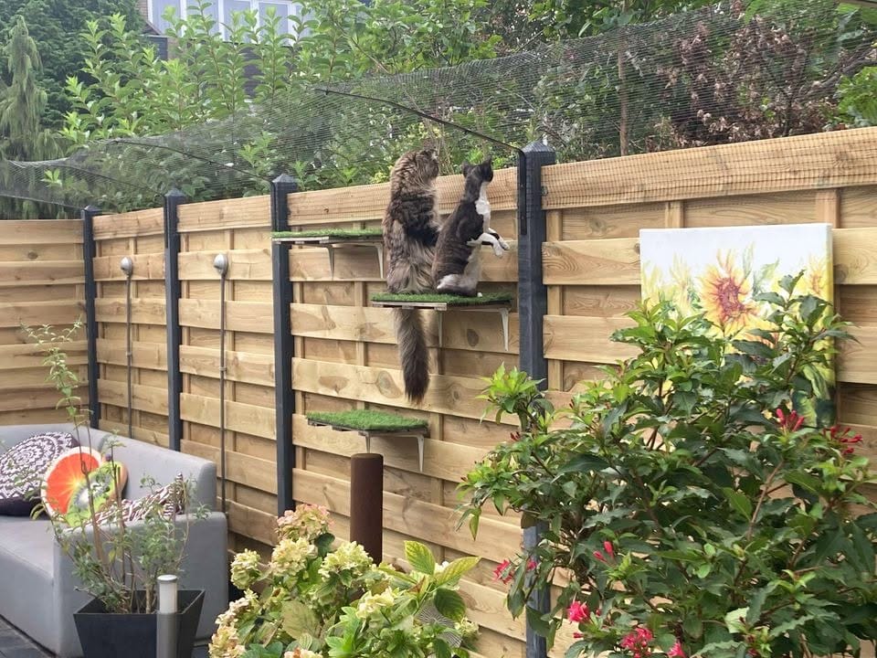 Katzen spielen auf einem hölzernen Klettergerüst, das an den Gartenzaun gelehnt ist
