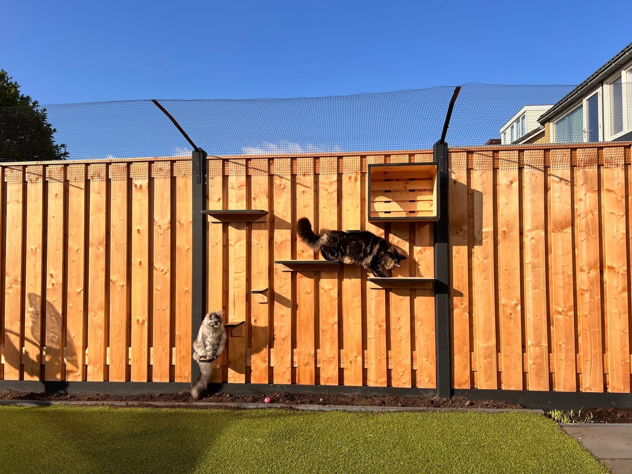 Zwei Katzen auf einem Katzenmöbel aus Holz an der Gartenumzäunung